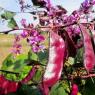 Гиацинтовые бобы: декоративное вьющееся растение для вашего сада Гиацинтовые бобы посадка на рассаду